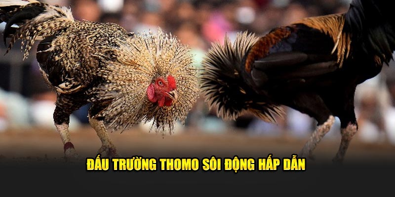 dau-truong-thomo-soi-dong-hap-dan