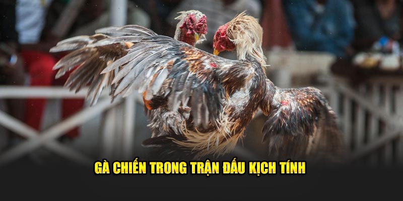 Trận đấu gà chiến kịch tính