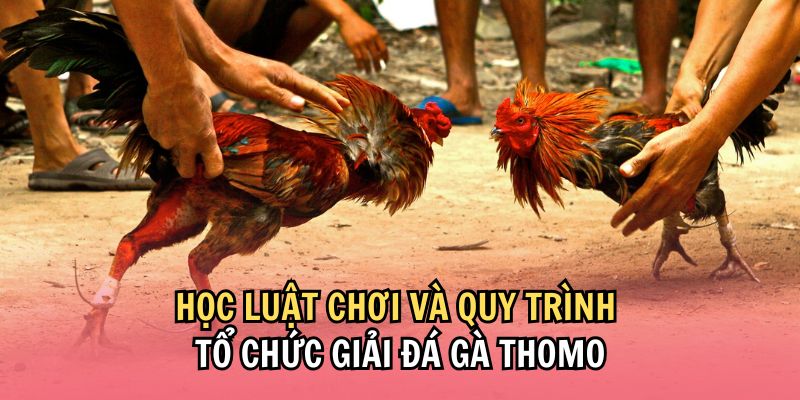 Luật chơi và quy trìh tham gia giải đá gà Thomo